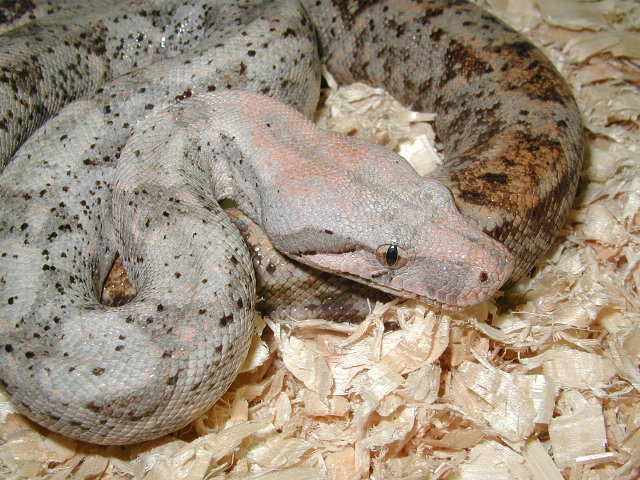 insular boa male #2,lite phase,close up