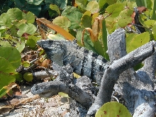 Spiny-tailed Iguana