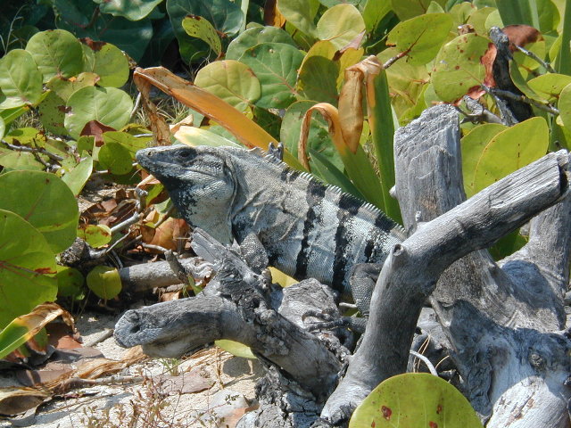 Spiny-tailed Iguana