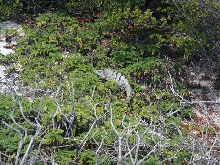 Spiny-tailed Iguana, Ctenosaura similis