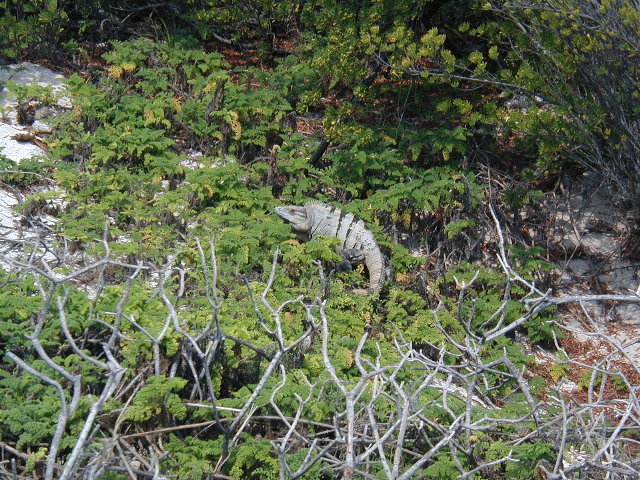 Spiny-tailed Iguana, Ctenosaura similis