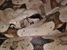 male boliv