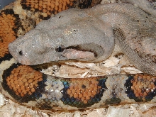 lemke line female hog