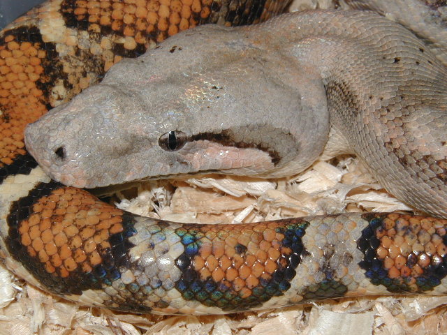 lemke line female hog