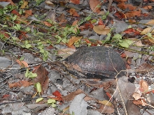 Scorpion Mud Turtle, Kinosternon scorpioides