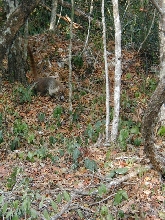 White-nosed Coati, Yucatan peninsula