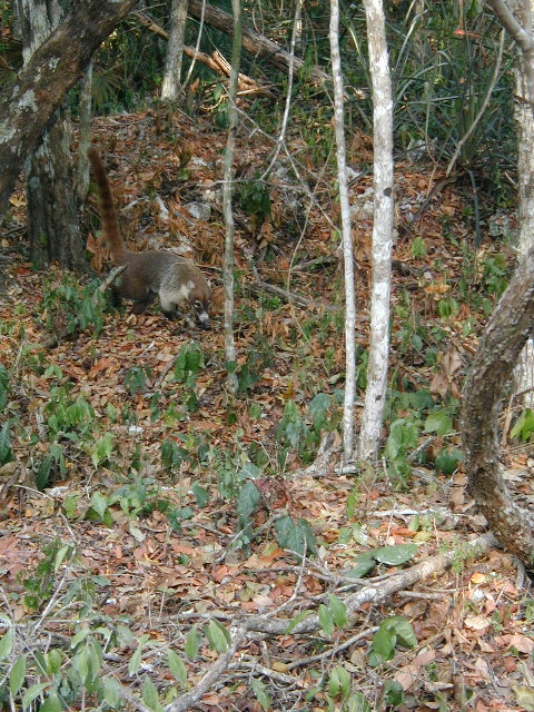White-nosed Coati, Yucatan peninsula