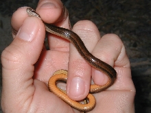 Black Striped Snake, Coniophanes imperialis