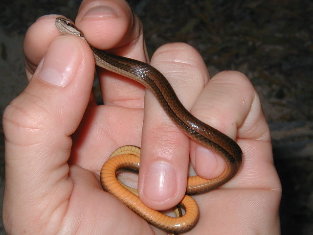 Black Striped Snake, Coniophanes imperialis