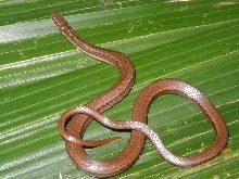 Black Striped Snake, Coniophanes imperialis