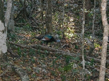 wild Ocellated Turkey, Yucatan peninsula