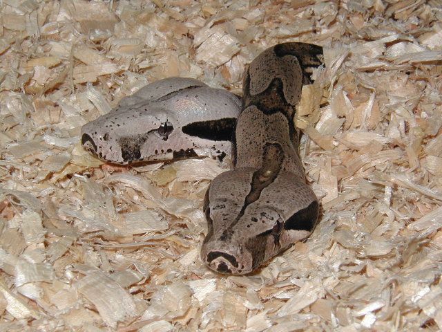 burrowed bolivs