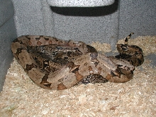 bca pair mating
