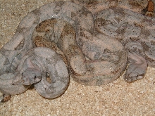 comparison of 2 insular boas
