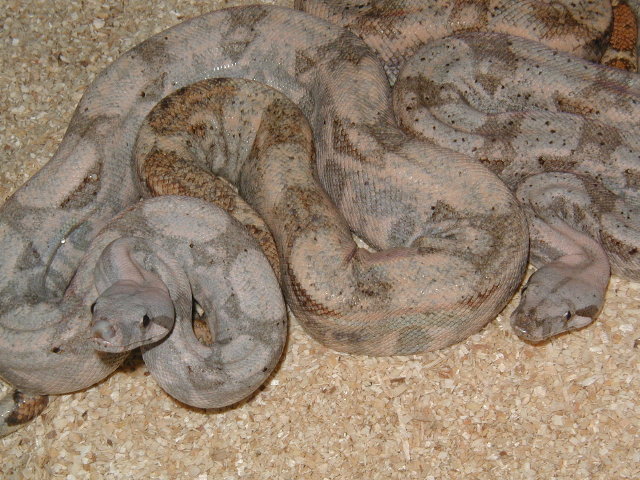 comparison of 2 insular boas