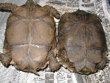 small "pair"? of Emys