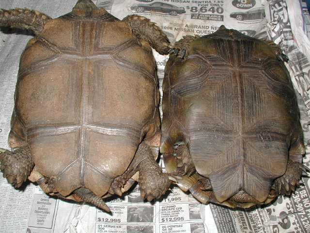 small "pair"? of Emys
