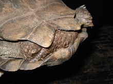 male #1 Emys, tail shot