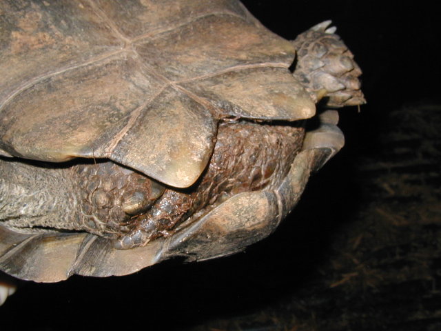 male #1 Emys, tail shot