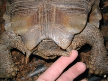 female #1, tail opening
