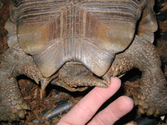 female #1, tail opening