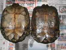 males #2 & #3, plastron pic