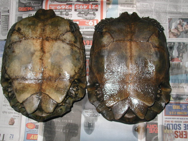 males #2 & #3, plastron pic