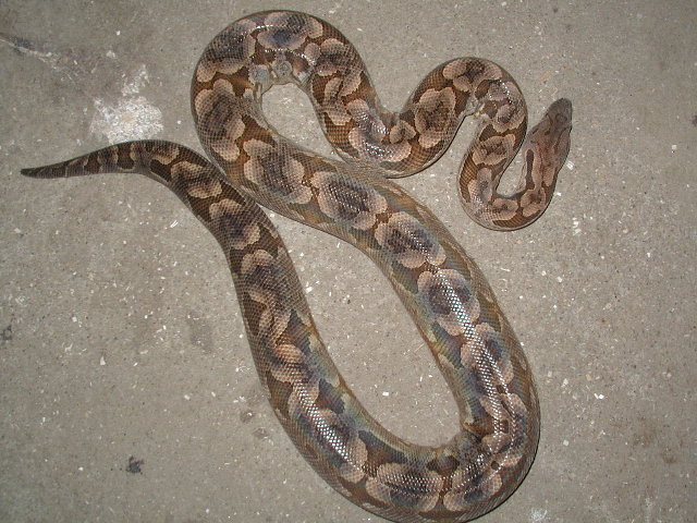 dumeril female#2