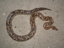dumeril female #3