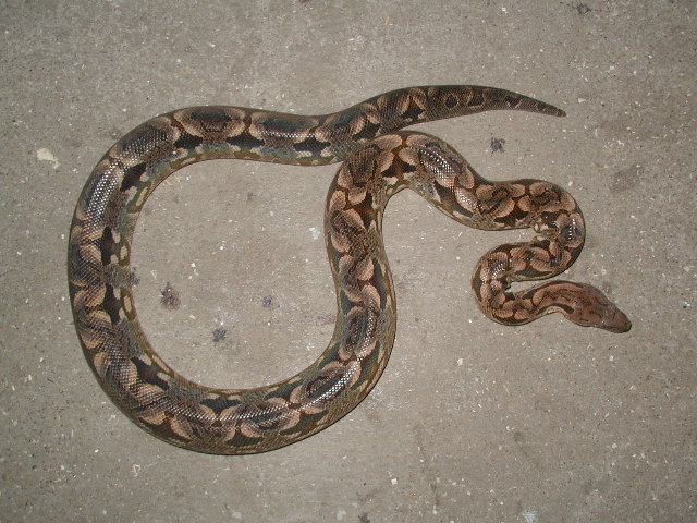 dumeril female #3