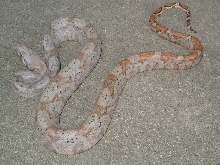 male #3,insular boa