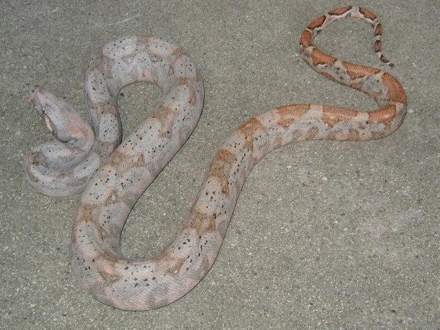 male #3,insular boa