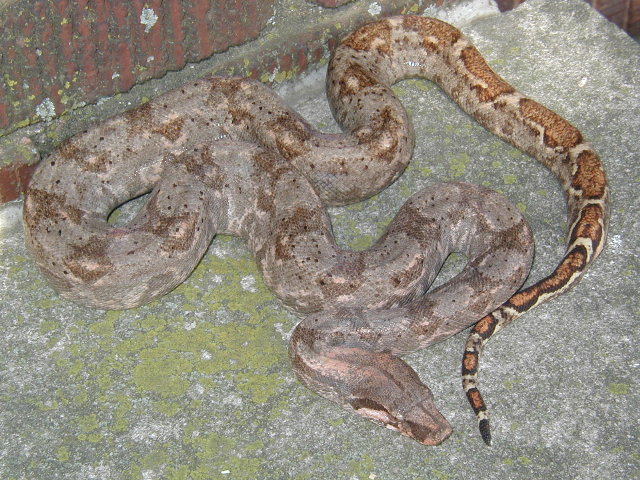 female #2,insular boa