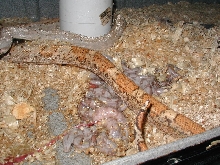 06 high contrast/color hog litter