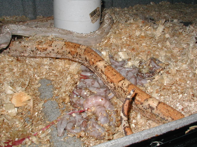 06 high contrast/color hog litter