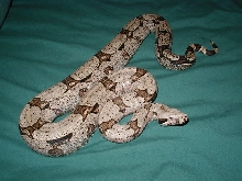 female BCA #3