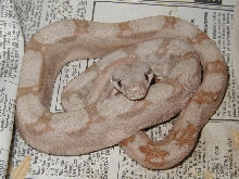 03fHog1-almost speckle free holdback