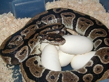 BP female with eggs (summer 04)