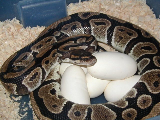 BP female with eggs (summer 04)