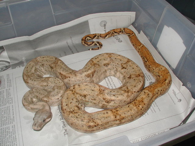 95mHog-Lemke line breeder