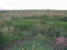 my prairie grass project