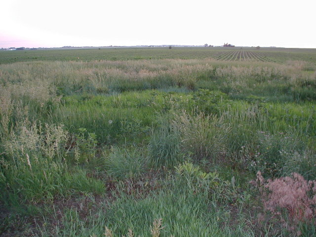 my prairie grass project