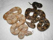 comparison shot of hog and nic