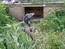 blue cross cyclura male