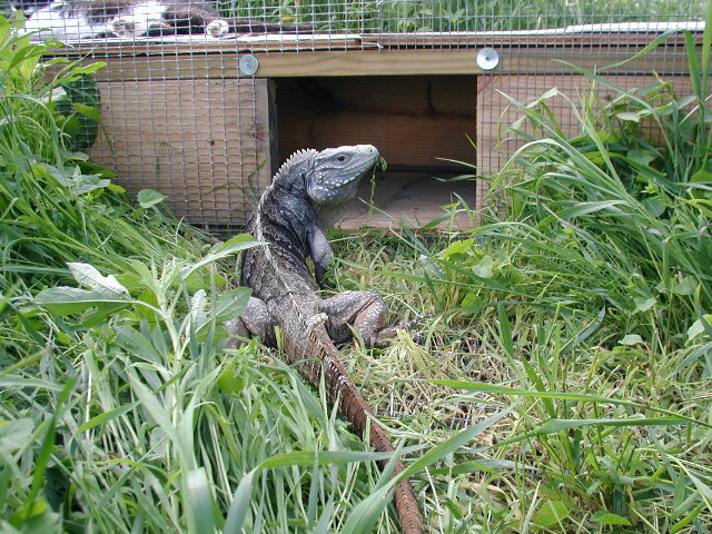 blue cross cyclura male