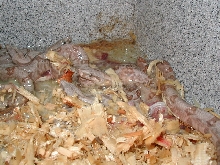 uno mas littero of el cochinos for 06