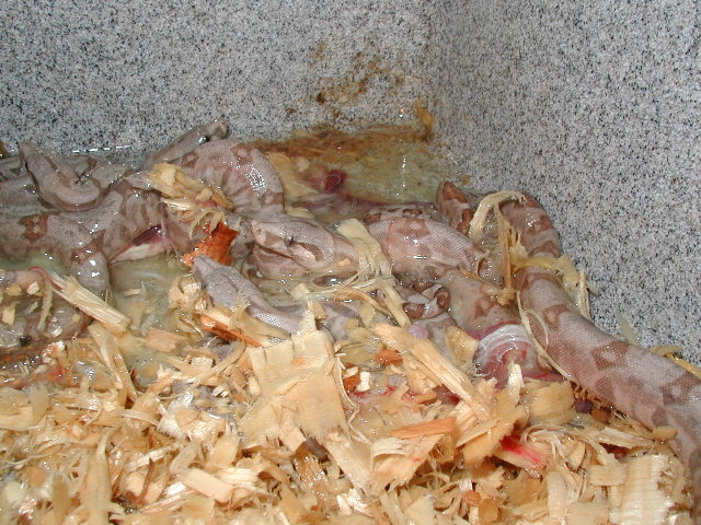 uno mas littero of el cochinos for 06