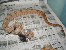 a nice clean 02Lemke line holdback