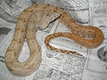 95 Lemke line male hog