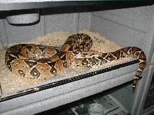 colombian female breeder
